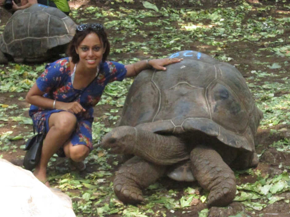 Giant tortoises at Prison Island near Zanzibar